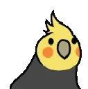parrot_vibing