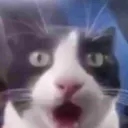 WHAT Discord sticker - Senseless