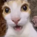 cat_shock
