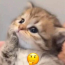 A fluffy kitten looking upward with a thoughtful expression next to a yellow thinking emoji.