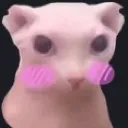 bingusblush
