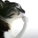 pansando pansando