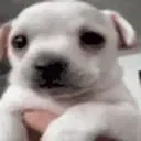 dogshakingscary