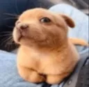louis_stare