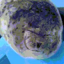 seal