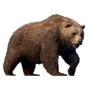 Animal_Bear