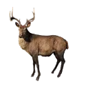 Animal_Deer