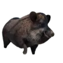 Animal_Boar