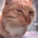 sus_cat