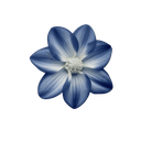 blue_flower Discord Emoji - 𝑪𝒓𝒚𝒔𝒕𝒂𝒍 𝑴𝒊𝒏𝒆 18+