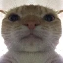 Catst