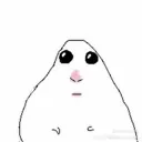 hamster_stare