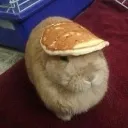 meme_buncake