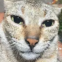 chadcat