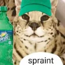 spraint