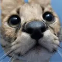 serval_stare
