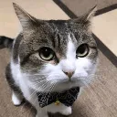 excusemehwhattheactualfuc