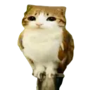 meowl