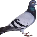 cola_Pigeon