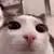 emote22