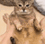 ToleTole animated Discord emote | Kiss Land  ·  xo tag