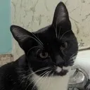 jymkitty