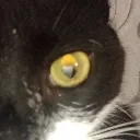 Socksstares