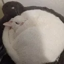 Snowystares