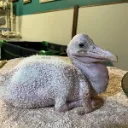 thegoodbird