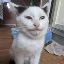 bastaporb