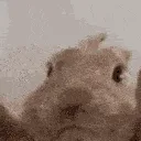 viberabbit