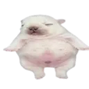 pibble