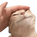 cat_pat