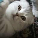 emoji_27 Discord sticker - —Cats galaxy🌠🐱—