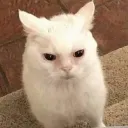 Stressed