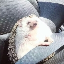 emoji_33 Discord sticker - —Cats galaxy🌠🐱—