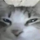 grrr