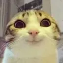 peepocat