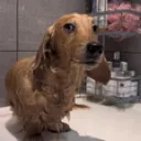 wetdogstare