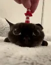 cat_gif1