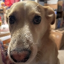 emoji_84 custom emote from Invictus