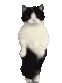 COF_billu_dance