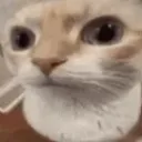 huh_cat