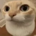 nonhuhcat