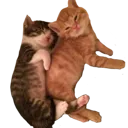 animal_cat_hugs