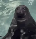 sealtongue