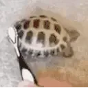 turtlePls