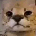 sus