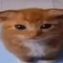 gatotrestenho