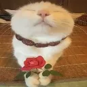 Cat_give_flower